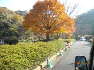 リフレ油壷　紅葉見学