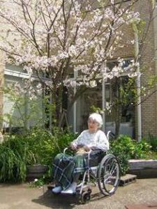 リフレ油壺　桜のお花見