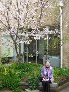 リフレ油壺　桜のお花見