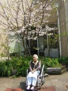 リフレ油壺　桜のお花見