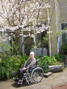 リフレ油壺　桜のお花見