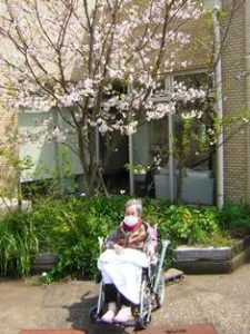リフレ油壺　桜のお花見