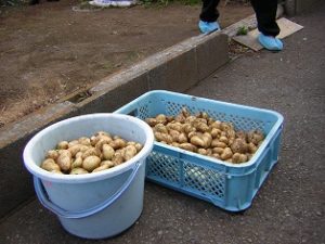 リフレ油壷　じゃが芋の収穫