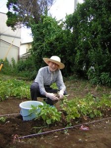 リフレ油壷　じゃが芋の収穫